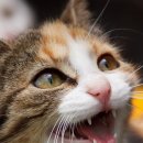 행복한줄 이미지