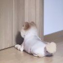 그루밍 샵 제제 이미지