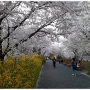 장안벚꽃길 이미지