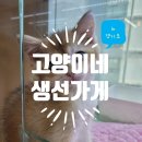 고양이네 생선가게 이미지