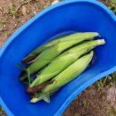 유 농원 이미지