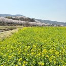 연밭 | 부산 기장 철마 곰내연밭 유채꽃 촬영후기 25.4.9