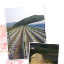 용두산농장 이미지
