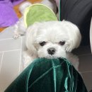 처갓집양념치킨홍천점 | 4월
