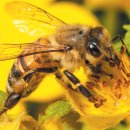 꿀벌 이미지