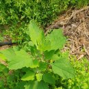 초성 농장 이미지