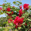 백일농장 이미지