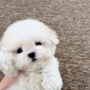 켄넬203 말티푸분양, 미니비숑분양 이미지