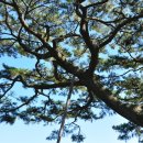 제주 수산리 곰솔 이미지