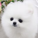 요미 Daum카페