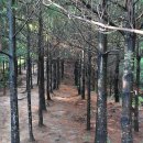 대전둘레산길(10구간) | 대전둘레산길 3번째 - 10구간 성북동 산성길