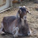 청안흑염소 농장 이미지