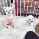 멈무유치원 이미지