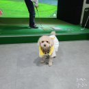 타운비전골프존 이미지