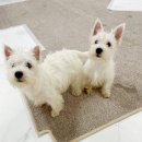 웨글웨글 이미지