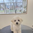 댕스베리 이미지