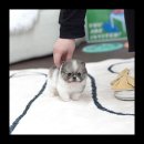 유앤미펫 강아지분양 고양이분양 위례점 이미지