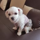 다원동물병원 이미지