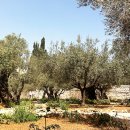 올리브나무 이미지