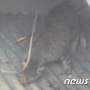 (주)펫톡 뉴스1