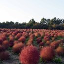 코스모스드림 이미지