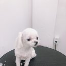 초원애견샵 이미지