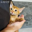 도레미캣 고양이분양 남양주 다산점 | 나의 고양이입양은 여기서 도레미캣 / 가는길 위치 정보