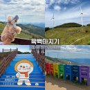 평창 육백마지기 강아지 동반 여행 (비포장도로 운전 후기 청옥산 전망대 주차장 위치 차박과 차크닉 꿀팁)