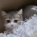 냥이친구 이미지