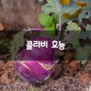 콜라비