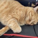 야옹야옹 이미지