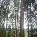 상관편백숲 쉼터 이미지