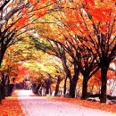 노을빛 정원 이미지