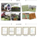 농지원 | 맛도좋고 건강에도 좋은 친환경부추 - 친정애부추즙 후기