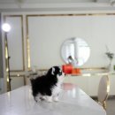 탑클래스 퍼피 이미지