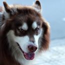 향기나는 강아지 이미지