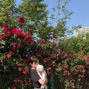 하얀강아지 | 대구 서구 가볼만한곳 추천,데이지꽃 가득했던 이현공원 산책 후기