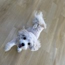 어썸 강아지 호텔 & 목욕 이미지