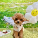 그루멍(groomung) 이미지