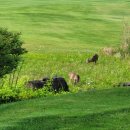 파아란스크린골프연습장 이미지