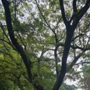 백일홍상사 이미지