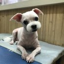 뷰티펫 하우스 이미지