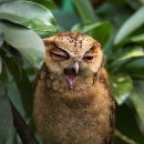 Collared Scop Owl Vietnam 이미지