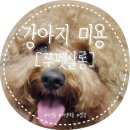 쭈펫살롱 네이버블로그