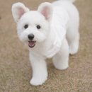 개들랜드 이미지