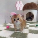 천안고양이 분양 퍼스트캣 본점 이미지