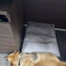 동물진료법인피케이 | (울산)반려견 미용실·동물병원 사고 배상, 치료비 청구 전에 꼭 챙길 증거(판결사례)