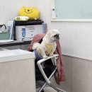 이솝동물병원 | 남양 화성시청 동물병원 진료는 &#39;이솝동물병원&#39; 추천