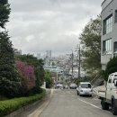 완산애견 | 전주 겹벚꽃명소 ‘완산꽃동산’ 4월 중순 방문후기(애견동반)