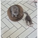 달콤하니냥 이미지